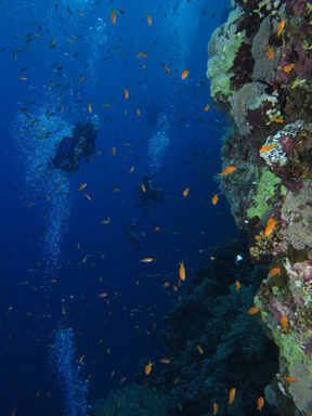 The reef grows vertically - creating an underwater wall photo: derekkeats vertical reef